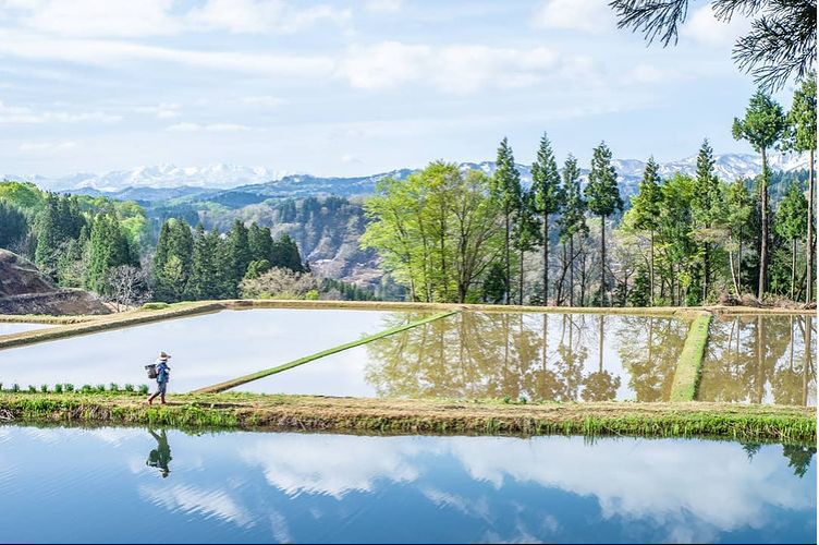 蒲生の棚田