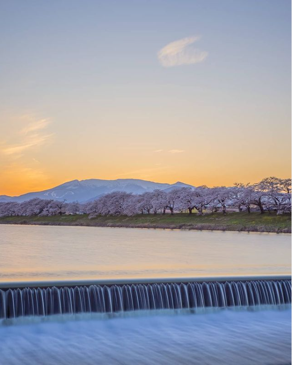 白石川堤一目千本桜